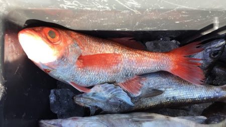 康仁丸・ジギング釣り果